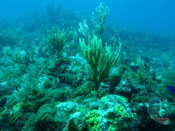 fondo marino en el caribe